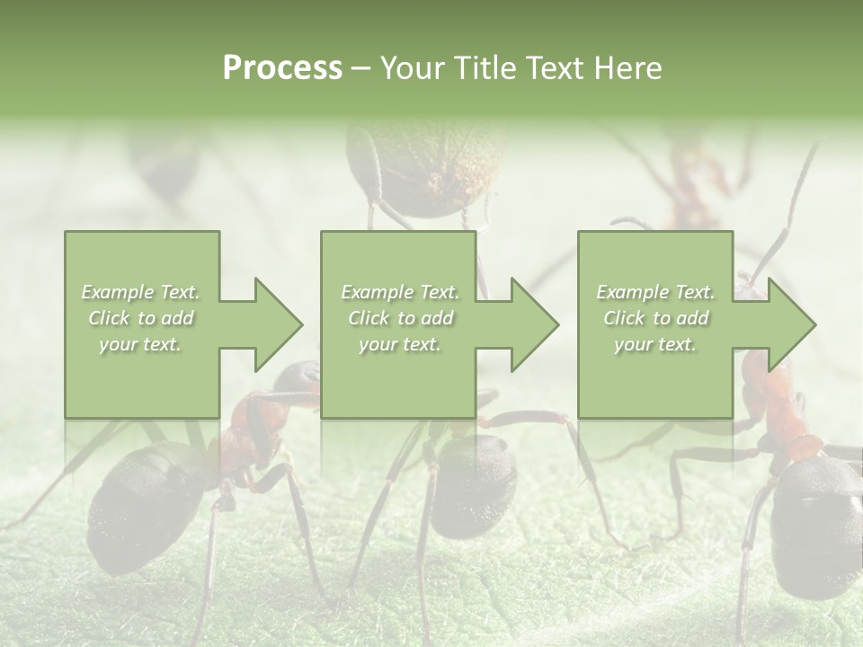 Insects Ant Goal PowerPoint Template