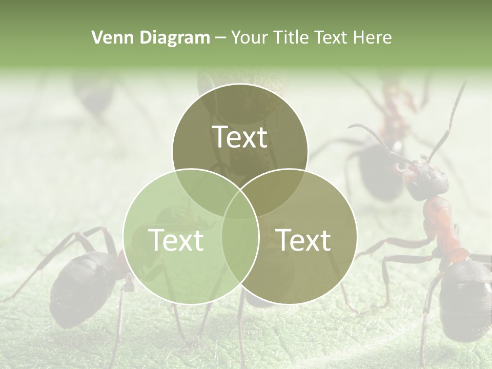Insects Ant Goal PowerPoint Template