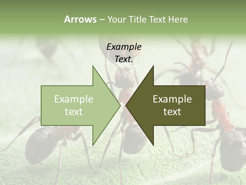 Insects Ant Goal PowerPoint Template