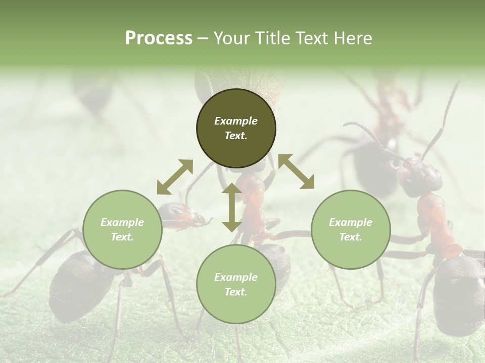 Insects Ant Goal PowerPoint Template