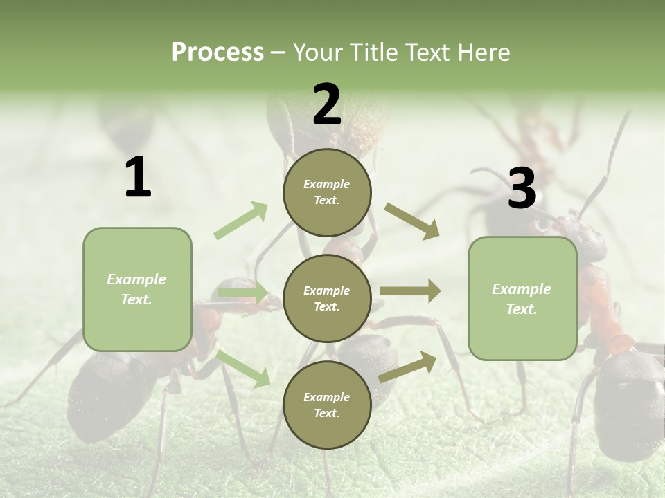 Insects Ant Goal PowerPoint Template