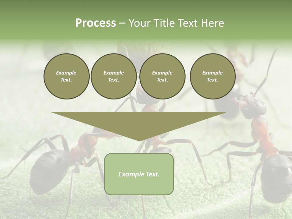 Insects Ant Goal PowerPoint Template