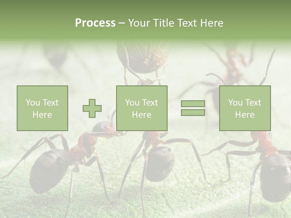 Insects Ant Goal PowerPoint Template