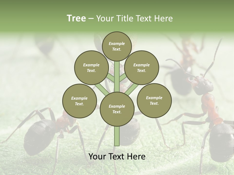 Insects Ant Goal PowerPoint Template