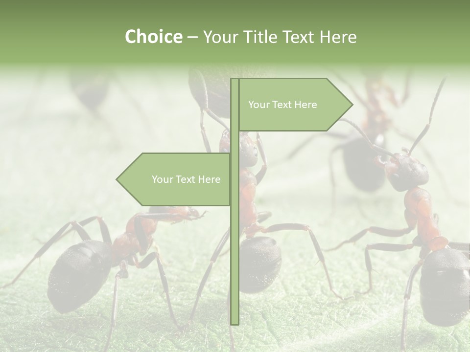 Insects Ant Goal PowerPoint Template