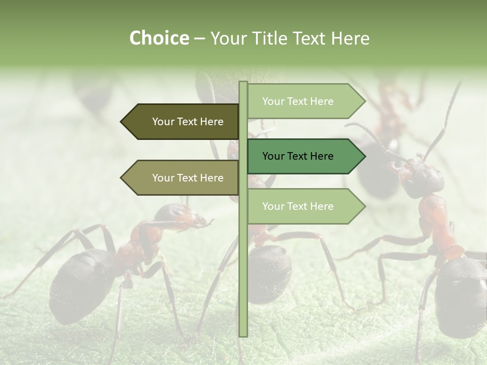 Insects Ant Goal PowerPoint Template