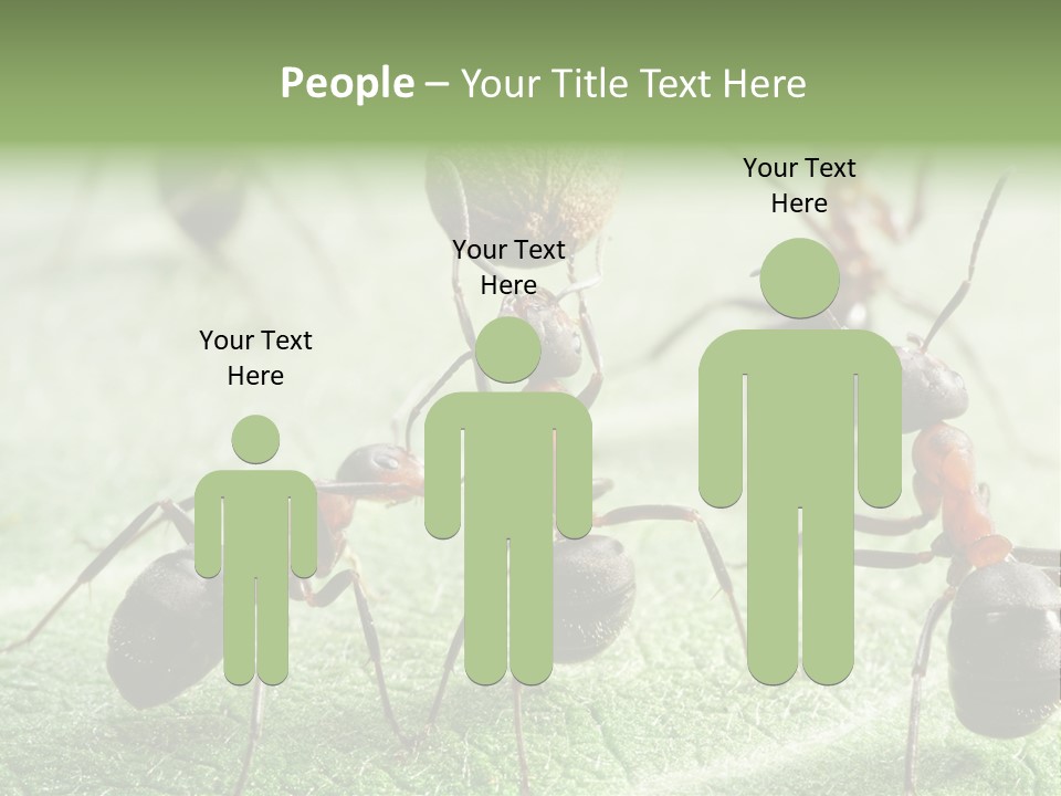 Insects Ant Goal PowerPoint Template