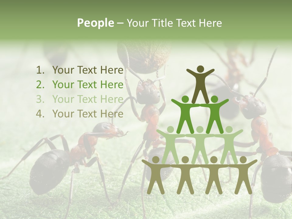 Insects Ant Goal PowerPoint Template