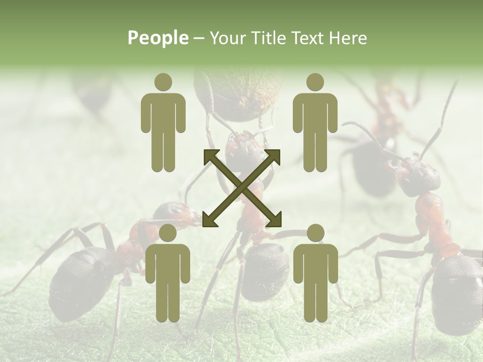 Insects Ant Goal PowerPoint Template