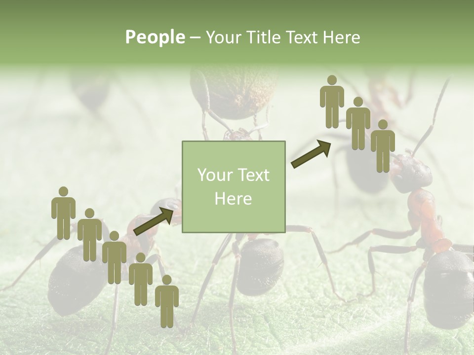 Insects Ant Goal PowerPoint Template