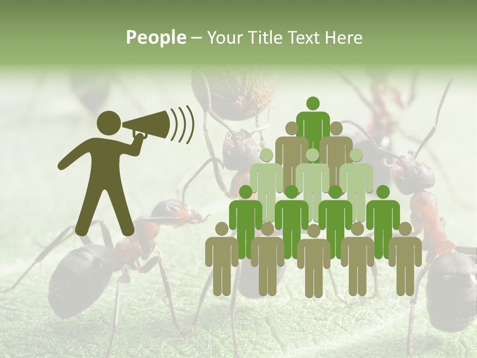 Insects Ant Goal PowerPoint Template