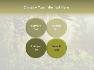 Fur Swear Tales PowerPoint Template