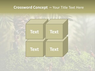 Fur Swear Tales PowerPoint Template
