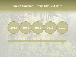 Fur Swear Tales PowerPoint Template