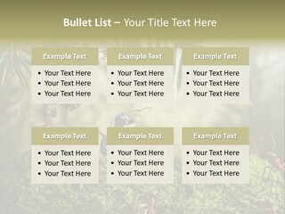 Fur Swear Tales PowerPoint Template