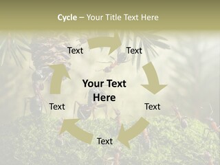 Fur Swear Tales PowerPoint Template