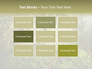 Fur Swear Tales PowerPoint Template