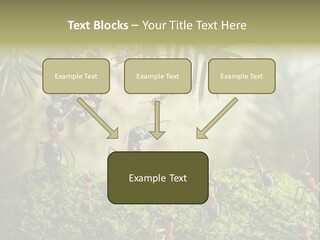 Fur Swear Tales PowerPoint Template