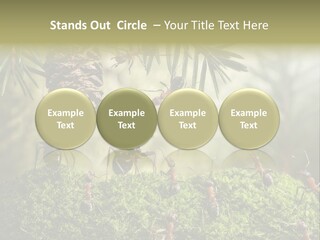 Fur Swear Tales PowerPoint Template