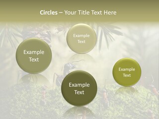 Fur Swear Tales PowerPoint Template