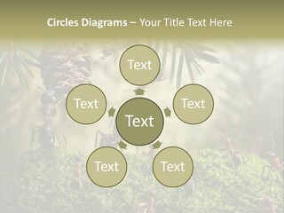 Fur Swear Tales PowerPoint Template