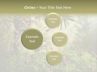 Fur Swear Tales PowerPoint Template