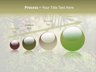 Fur Swear Tales PowerPoint Template