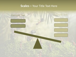 Fur Swear Tales PowerPoint Template