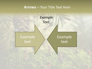 Fur Swear Tales PowerPoint Template