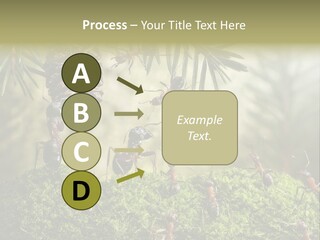 Fur Swear Tales PowerPoint Template