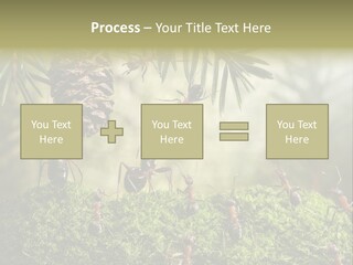 Fur Swear Tales PowerPoint Template