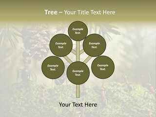 Fur Swear Tales PowerPoint Template