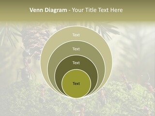 Fur Swear Tales PowerPoint Template