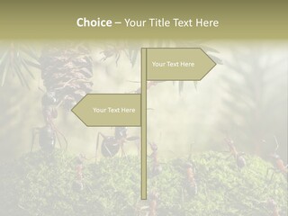 Fur Swear Tales PowerPoint Template