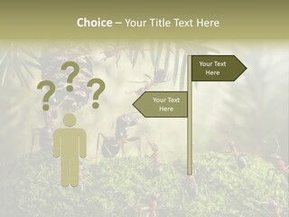 Fur Swear Tales PowerPoint Template