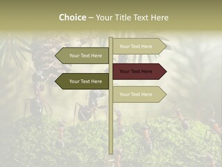 Fur Swear Tales PowerPoint Template