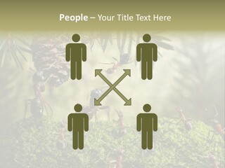 Fur Swear Tales PowerPoint Template