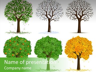 A Group Of Trees With Different Types Of Leaves PowerPoint Template