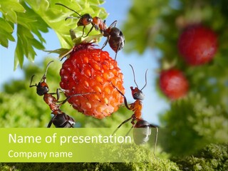 Ants Macro Tasty PowerPoint Template
