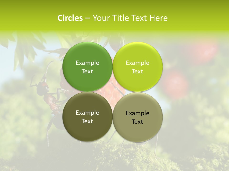 Ants Macro Tasty PowerPoint Template