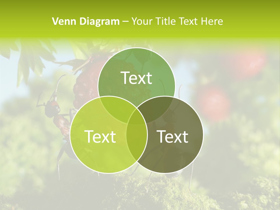 Ants Macro Tasty PowerPoint Template