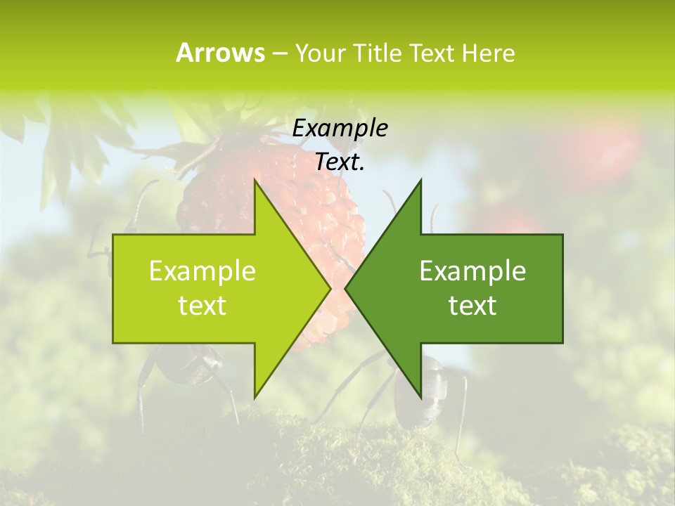 Ants Macro Tasty PowerPoint Template