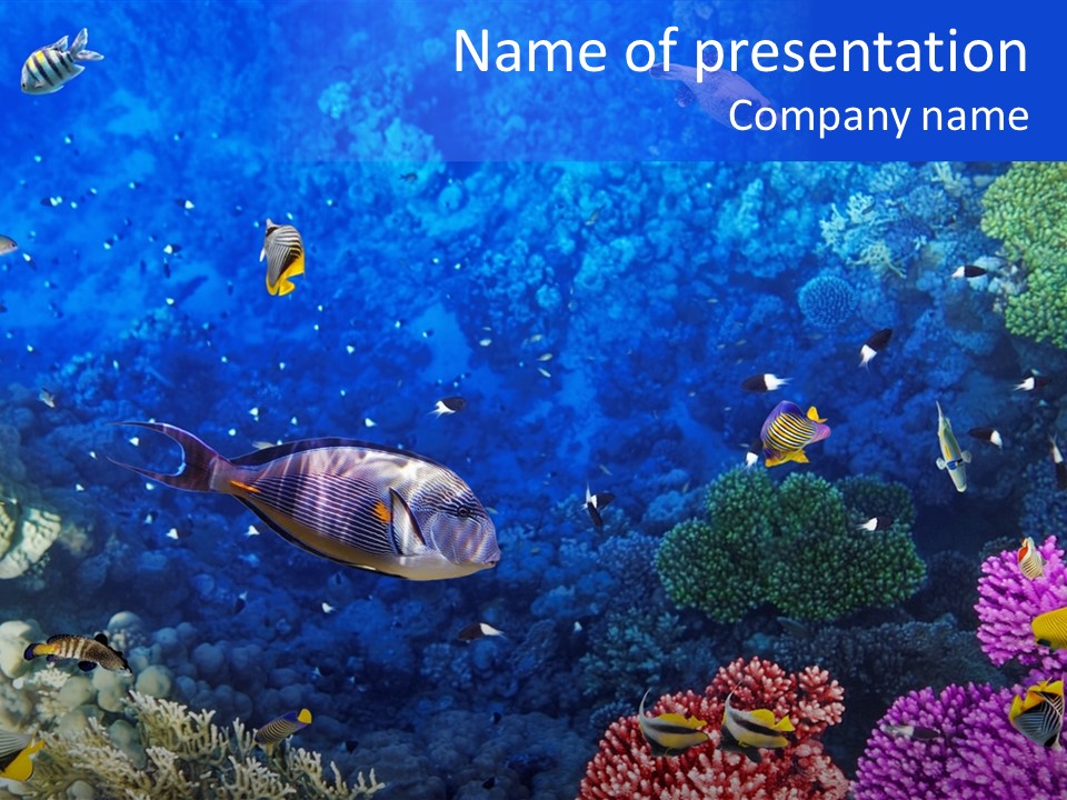 Polynesia Underwater Wild PowerPoint Template