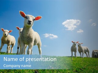 White Grass Naive PowerPoint Template