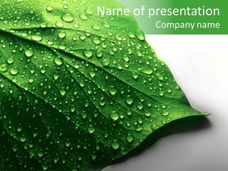 Drop Reflections Dewdrop PowerPoint Template
