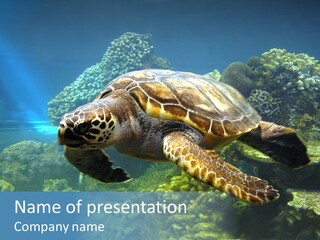 A Turtle Swimming In The Ocean Powerpoint Template PowerPoint Template