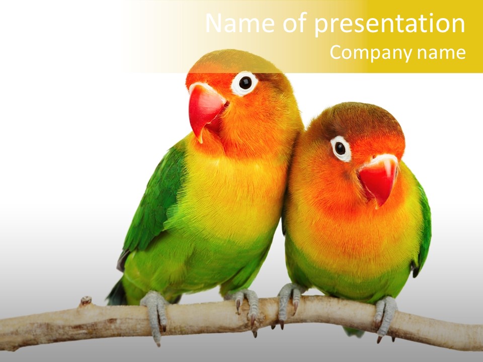 Pair Red Bird PowerPoint Template