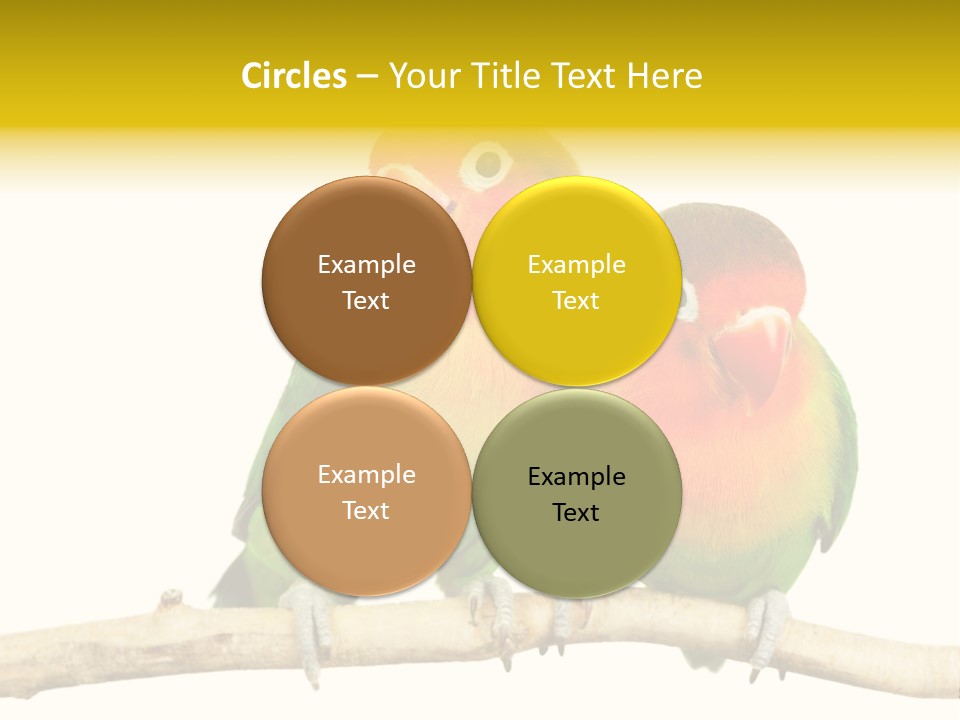 Pair Red Bird PowerPoint Template