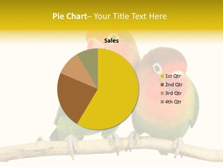 Pair Red Bird PowerPoint Template