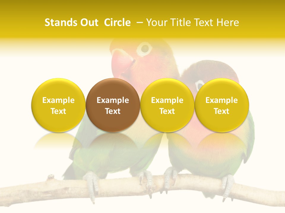 Pair Red Bird PowerPoint Template